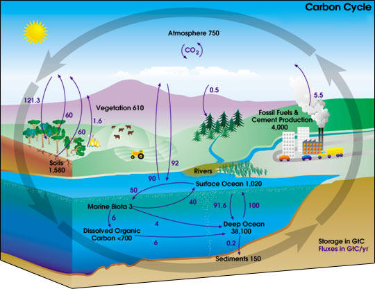 Carbon Cycle example